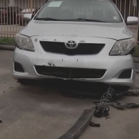 Arrestan a perros que causaron casi 6 millones de pesos en daños a autos de un concesionario. Ahora están en adopción