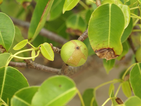 ¿Cuál es el árbol más peligroso del mundo?