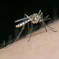 Adiós a los mosquitos: aprende el truco del papel higiénico 