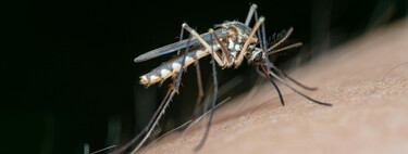 Adiós a los mosquitos: aprende el truco del papel higiénico 