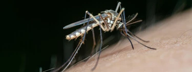 Adiós a los mosquitos: aprende el truco del papel higiénico 