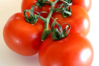 Tomates ecológicos: ni color con los convencionales