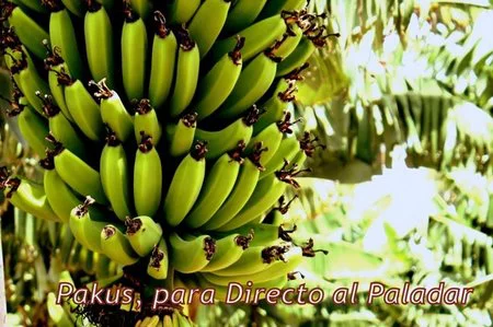 Indicación Geográfica Protegida Plátanos de Canarias y D.O. Papas Antiguas de Canarias