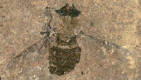Este polen fósil encontrado en el estómago de una mosca tiene 47 millones de años