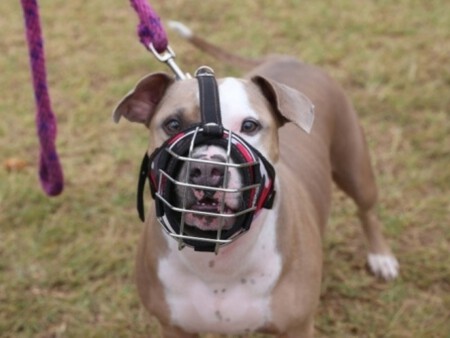 Perros Peligrosos Mascotas 4