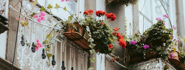Ha llegado a Lidl la planta más encantadora y fácil de cuidar para llenar de color tu balcón o terraza por menos de 3 euros