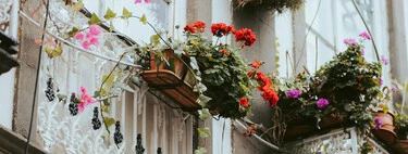 Ha llegado a Lidl la planta más encantadora y fácil de cuidar para llenar de color tu balcón o terraza por menos de 3 euros