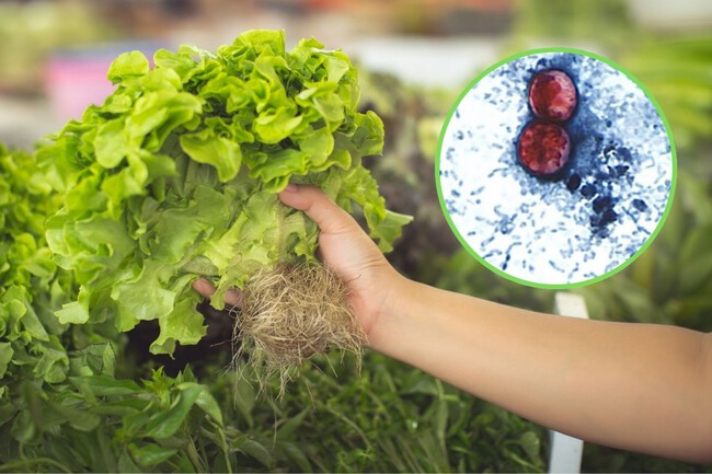Estados Unidos Culpa Mexico Diarrea Explosiva Lechuga Contaminada Xataka Mexico