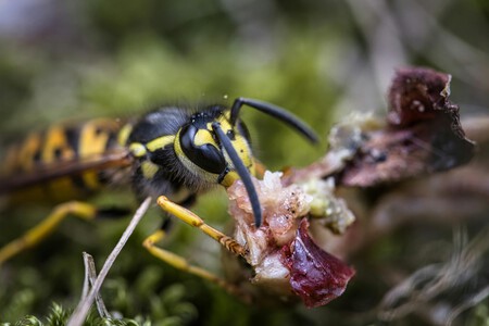 Pexels Wolfgang Vrede 9996223 31960563