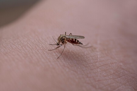 Mosquito 6396370 1280