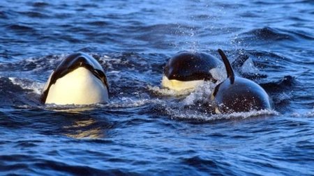 Abuelas humanas y abuelas ballenas