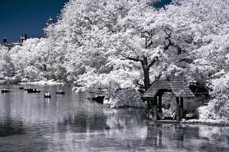 Lago Central Park primavera cerezos