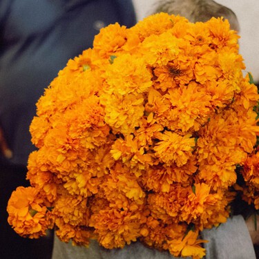 5 señales para saber que tu flor de cempasúchil es mexicana: si se marchita en una semana, no es