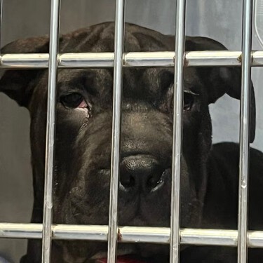 La perrita Ikram llegó a España en patera desde Argelia. El Ayuntamiento de Ibiza está luchando para evitar que la sacrifiquen