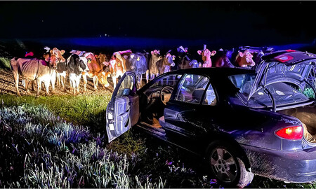 El día que un rebaño de vacas ayudó a la policía a acabar con una persecución en coche de más de 20 km