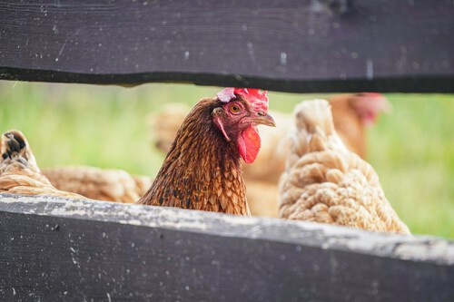 Laying hens