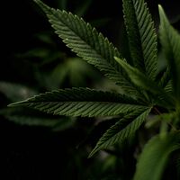 Estudo amplo encontra relação entre uso cannabis e depressão — TUC e TDM podem estar além da similaridade
