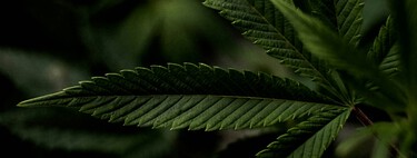 Estudo amplo encontra relação entre uso cannabis e depressão — TUC e TDM podem estar além da similaridade