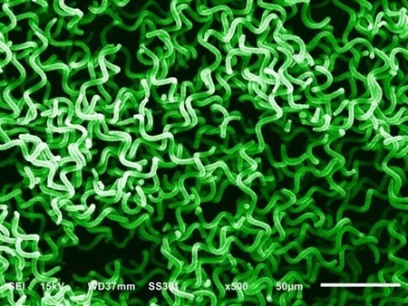 Microalgas para obtener oxígeno en el espacio: el primer experimento en marcha