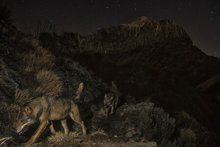 La naturaleza en estado puro en las fotografías ganadoras del 24º concurso internacional MontPhoto 2020