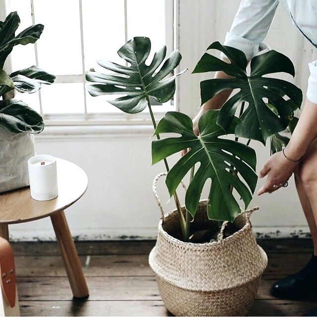 Householdorganizer Uscomseagrass Belly Baskets With Monstera Plant Hanging Basket Plants For Part Shade Basket Plants For Autumn Wicker Baskets For House Plants