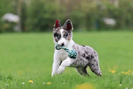 Adrian Conde Veterinario No Recomiendo Tener Un Border Collie En Casa Con Ninos Porque Es Un Perro De Trabajo Y Si No Le Damos Las Necesidades Adecuadas Se Puede Estresar