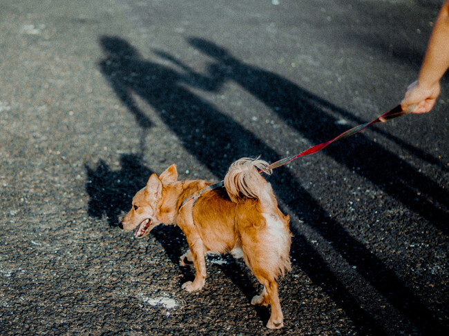 Pasear Mascotas