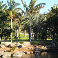 Tenerife vive estos días un fenómeno que solo se da cada 60 años: la "floración de la muerte" de las palmeras de Ceilán