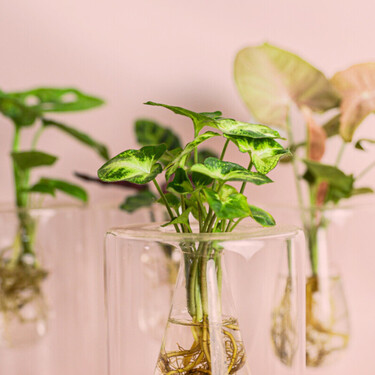 Olvídate de la tierra: las plantas de interior que crecen en agua y quedan preciosas en casa