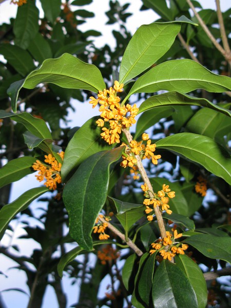 Osmanthus Fragrans Var Aurantiacus