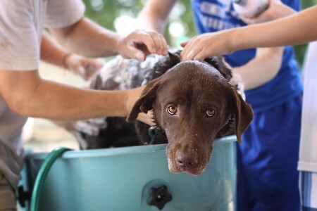 Un perro durante un baño
