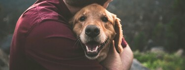 Si tu mascota o familiar muere, podrías descansar hasta siete días del trabajo: así es la propuesta de los senadores en México