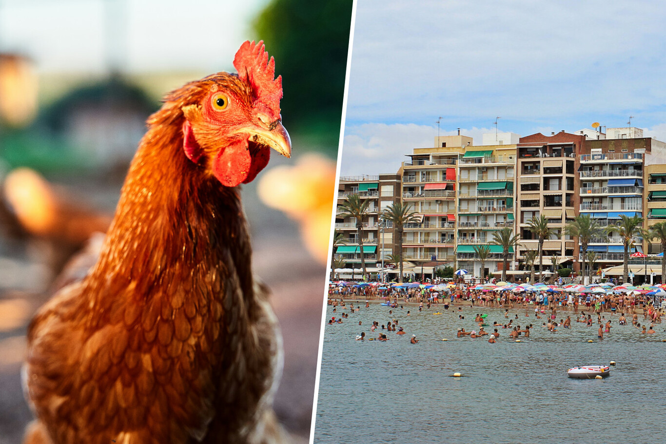 En Alicante hay una ciudad invadida por gallinas. Así que ha elaborado un  plan de 26.000 euros para librarse de ellas