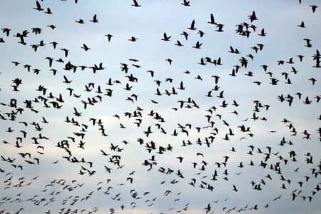 Migracion Aves