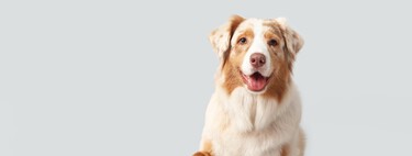 Cachorros conseguem prever o diagnóstico de câncer até 18 meses antes dos exames — descubra o segredo oculto na saliva 