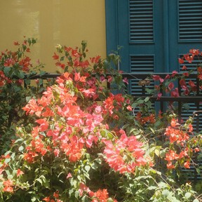 Aldi lanza la planta más colorida y fácil de cuidar, que alegra terrazas y balcones por menos de 6 euros