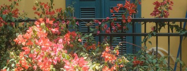 Aldi lanza la planta más colorida y fácil de cuidar, que alegra terrazas y balcones por menos de 6 euros