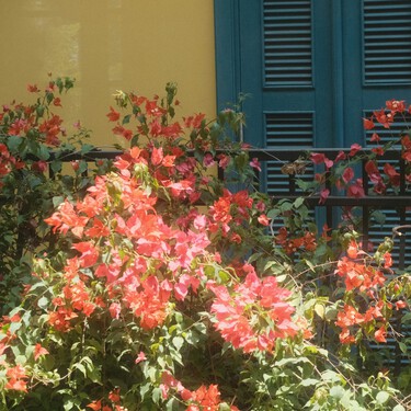 Aldi lanza la planta más colorida y fácil de cuidar, que alegra terrazas y balcones por menos de 6 euros