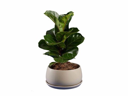 Sansevieria Strelitzia Ficus Lidl