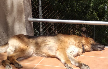 No Me Digas Que Mi Perro Es Muy Mayor Dana