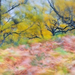 Foto 6 de 10 de la galería mundo-vegetal en Xataka Foto