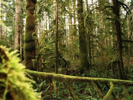 isla de Vancouver