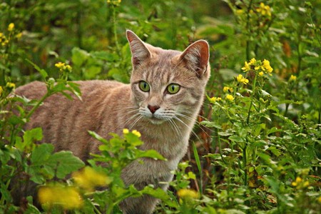 Gato salvaje