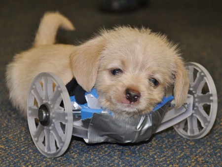 Este perro nacido sin patas delanteras camina gracias a una impresora 3D