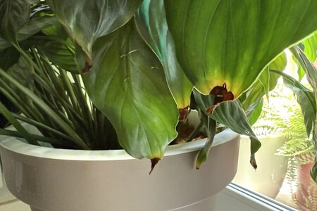 Planta