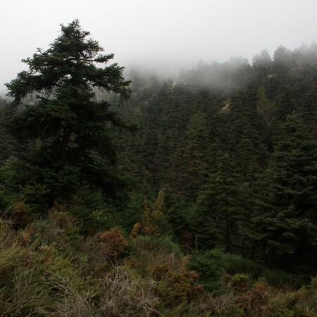 Bosque De Pinsapos