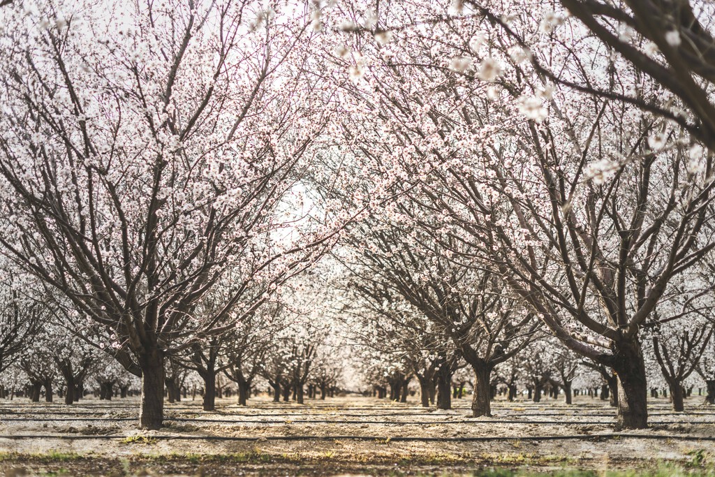 Los almendros de toda España ya están en flor y eso es una fantástica noticia para el sector. O también un desastre