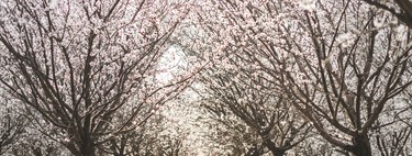 Los agricultores se volvieron locos con el almendro y ha crecido un 34% en una década. Ahora tenemos un problema