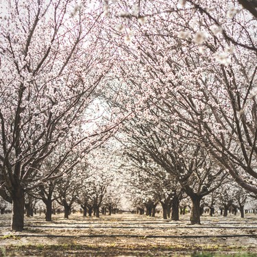 Los almendros de toda España ya están en flor y eso es una fantástica noticia para el sector. O también un desastre 