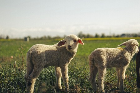 Ovejita Pexels